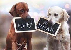 4PawsWebsite Thumb